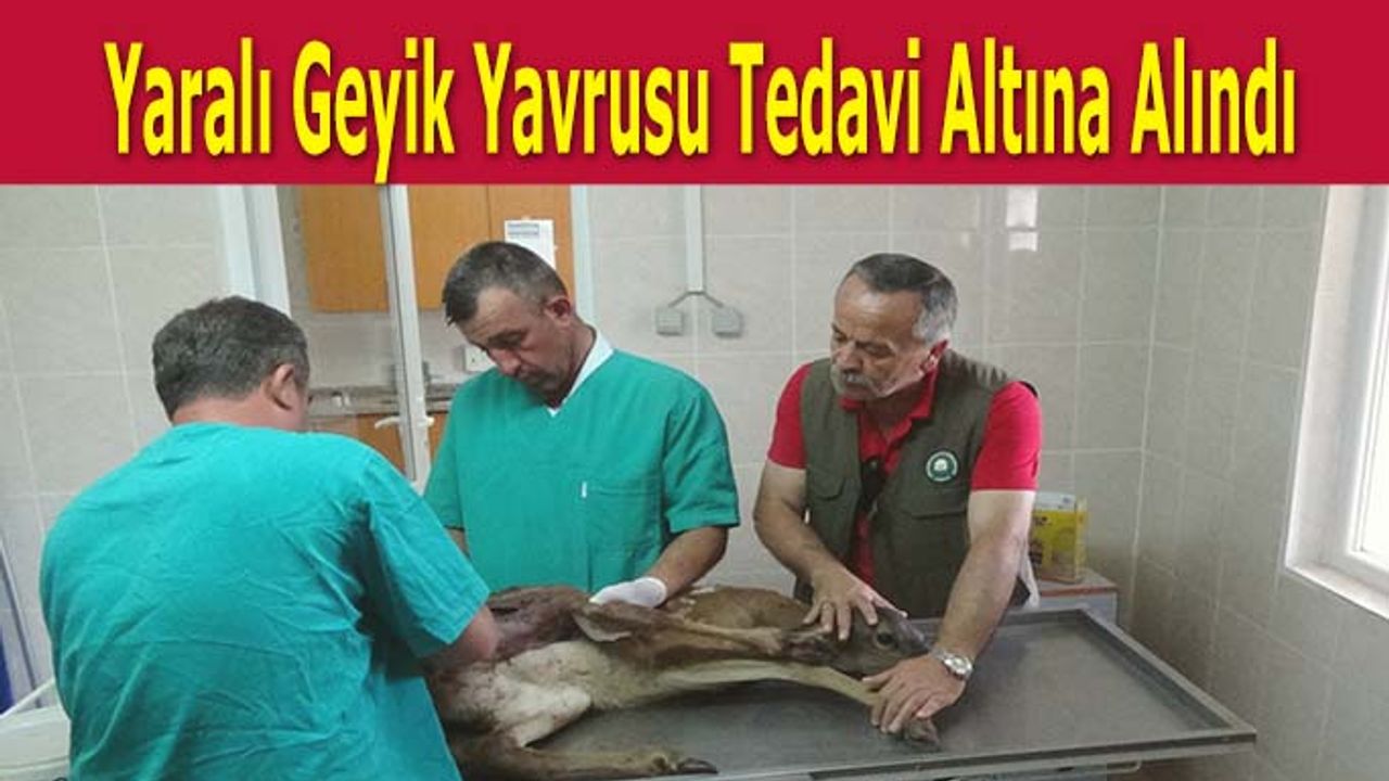 Yaralı Geyik Yavrusu Tedavi Altına Alındı