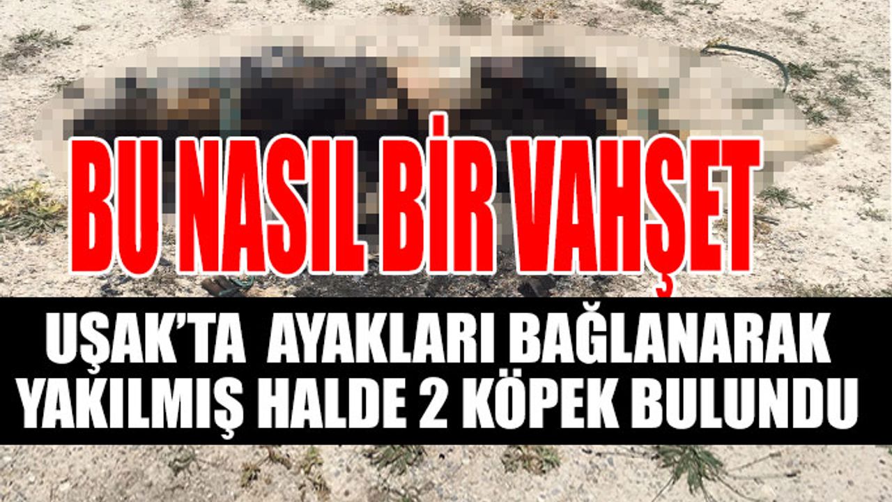 Uşak’ta 2 köpek ayakları bağlanarak yakılmış halde bulundu
