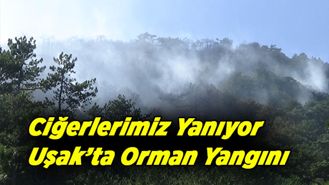Uşak’ta orman yangını söndürülmeye çalışılıyor