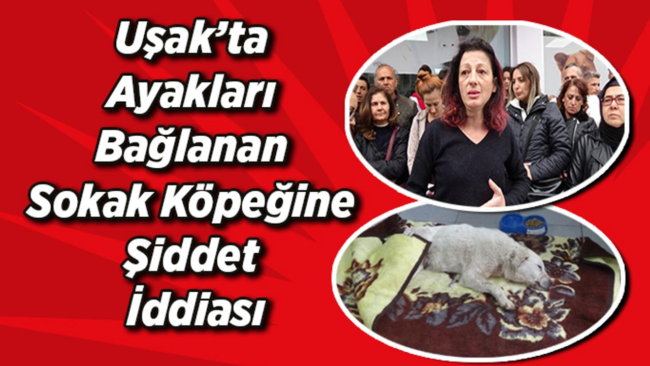 Uşak'ta Ayakları Bağlanan Sokak Köpeğine Şiddet İddiası