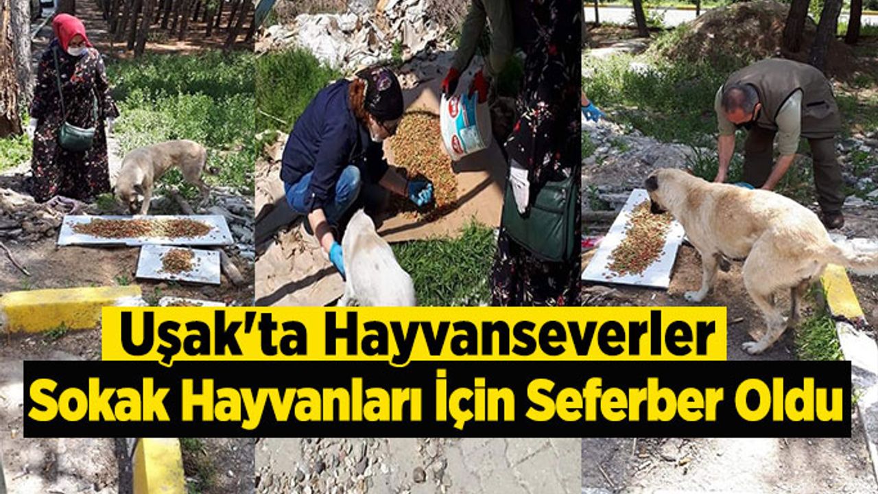 Uşak'ta Hayvanseverler Sokak Hayvanları İçin Seferber Oldu