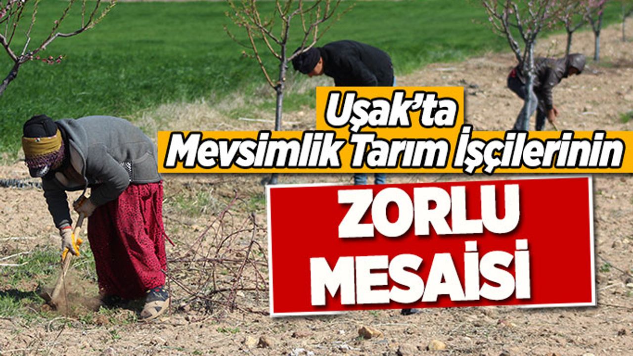 Uşak’ta  Mevsimlik Tarım İşçilerinin Zorlu Mesaisi