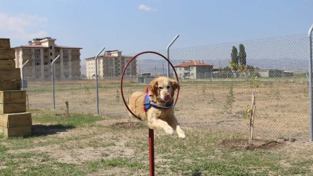 Bu köpekler, kaçakçıların ve teröristlerin korkulu rüyası