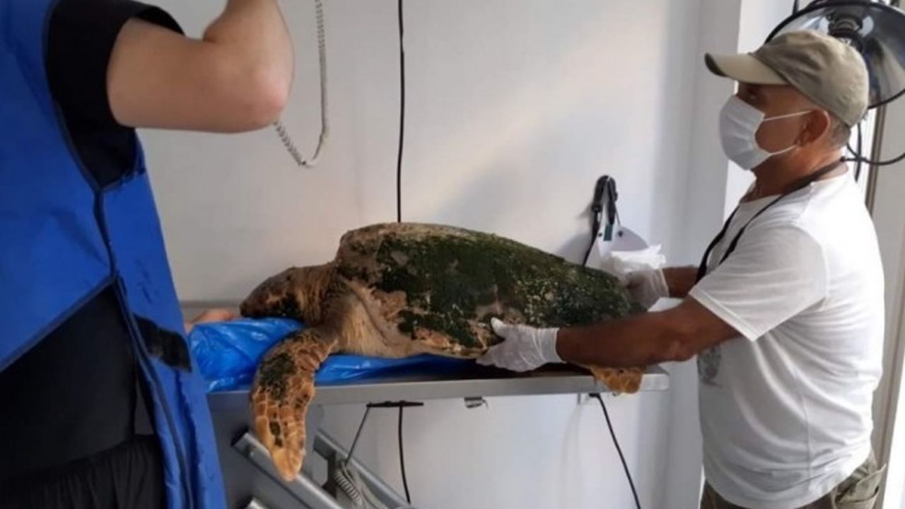 Karaya vuran caretta caretta tedavi altına alındı, kurtaranların ismi verildi