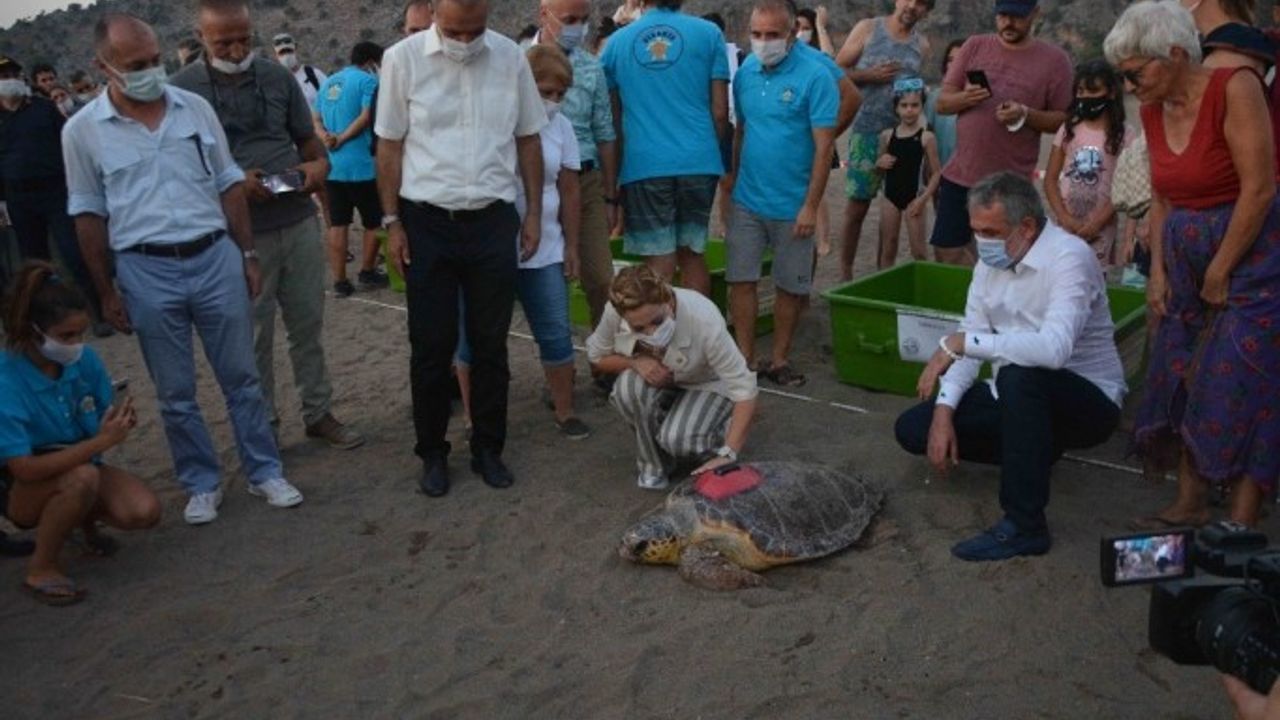 Tedavileri tamamlanan ve takip cihazı takılan caretta carettalar denize bırakıldı