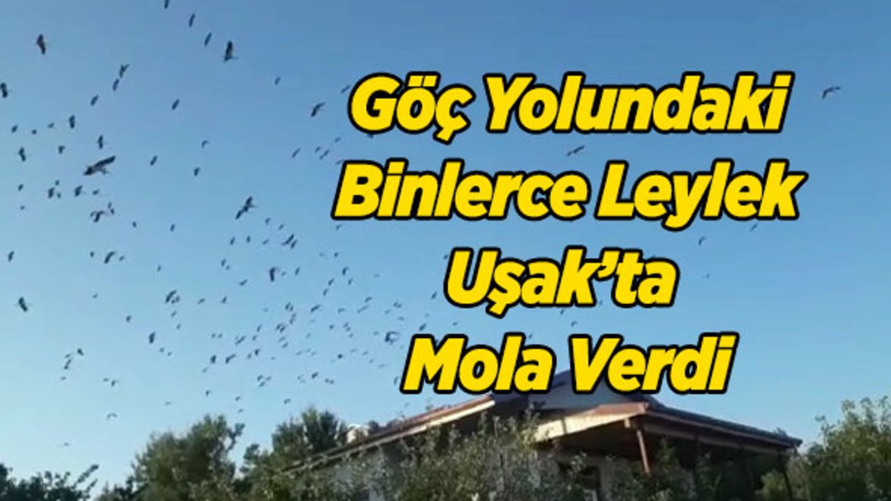 Göç Yolundaki Binlerce Leylek Uşak’ta Mola Verdi