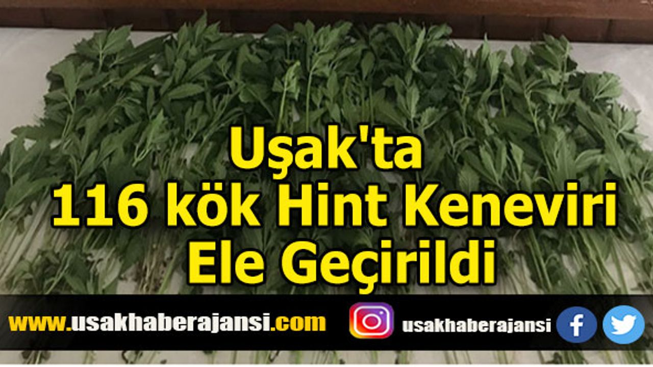 Uşak'ta 116 Kök Hint Keneviri Ele Geçirildi