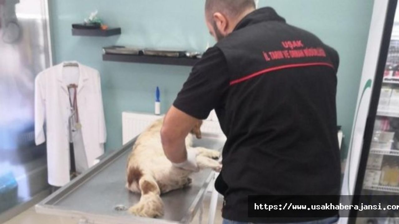 Uşak´ta köpeğin üzerinden araçla geçen iki memur görevden uzaklaştırıdı