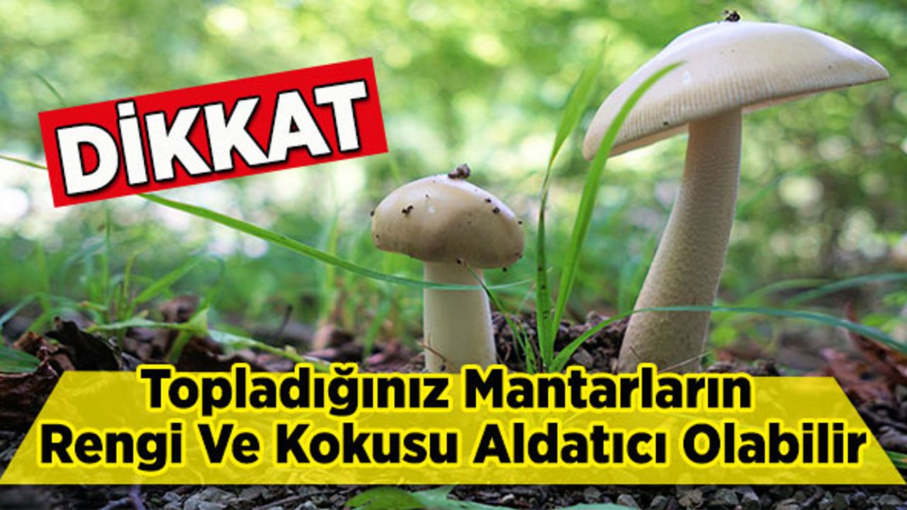 Topladığınız Mantarların Rengi Ve Kokusu Aldatıcı Olabilir