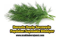 Dereotu Deyip Geçmeyin Faydaları Saymakla Bitmiyor