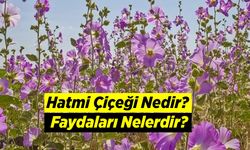 Hatmi Çiçeği Nedir? Faydaları Nelerdir?