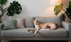 Travma Geçiren Köpeklerde Görülen Davranış Değişiklikleri ve İyileşme Yolları