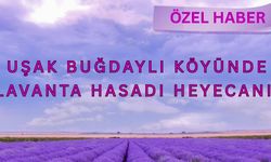 UŞAK BUĞDAYLI KÖYÜNDE LAVANTA HASADI ZAMANI