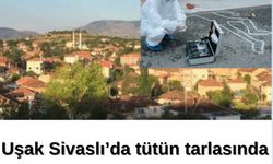 Uşak'ta tütün tarlasında  genç ölü bulundu!