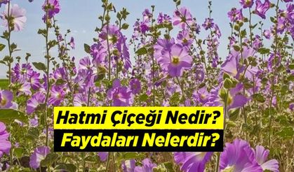 Hatmi Çiçeği Nedir? Faydaları Nelerdir?