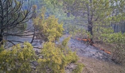 Uşak’ın Banaz İlçesinde Orman Yangını