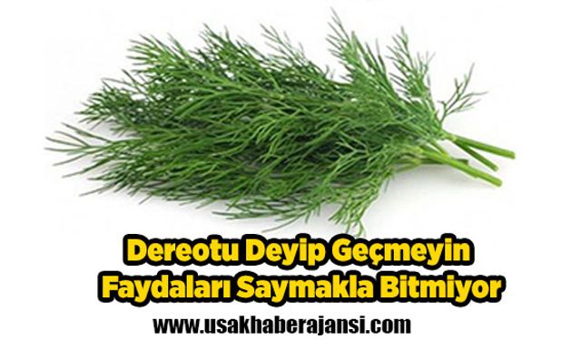 Dereotu Deyip Geçmeyin Faydaları Saymakla Bitmiyor