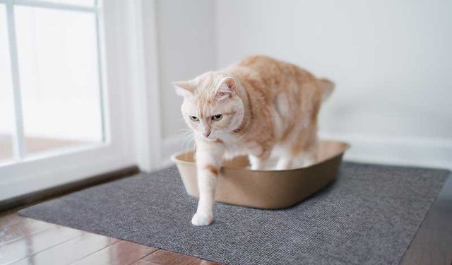 Ev Temizliğinde Devrim Yaratan Doğal Kedi Kumu
