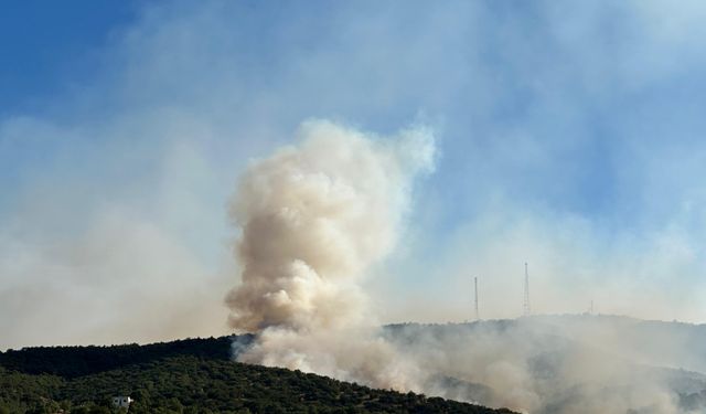 Usak'ın Eşme ilçesinde Ormanlık Alanda Yangın