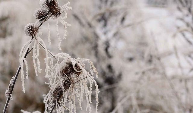 Meteoroloji Uyardı, Uşak ve 23 il İçin Zırai Don Uyarısı