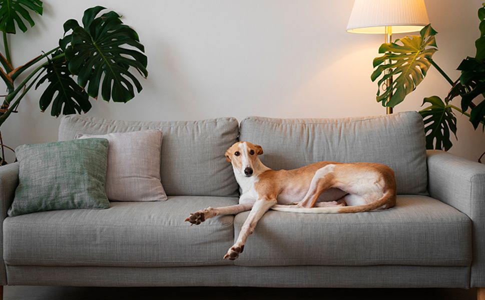 Travma Geçiren Köpeklerde Görülen Davranış Değişiklikleri ve İyileşme Yolları